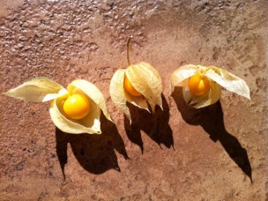 Physalis peruviana fruit, open