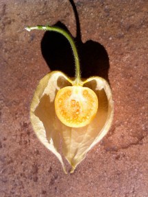 Physalis peruviana fruit, section